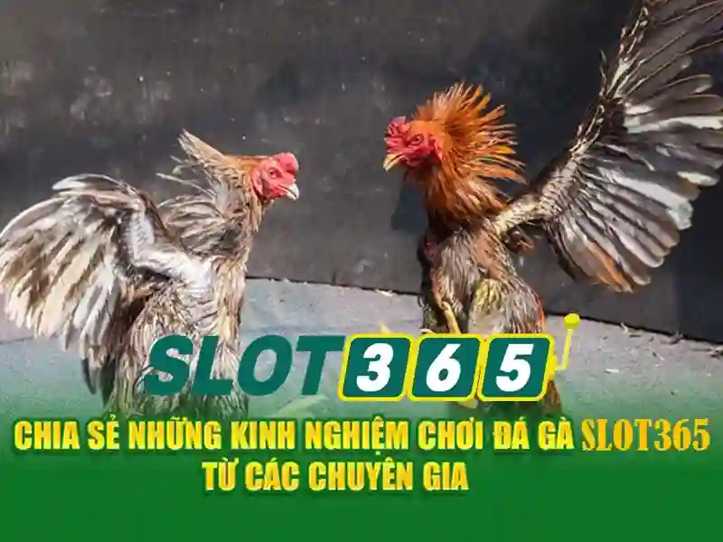 Slot365: Khám phá nền tảng chơi slot trực tuyến an toàn và thú vị